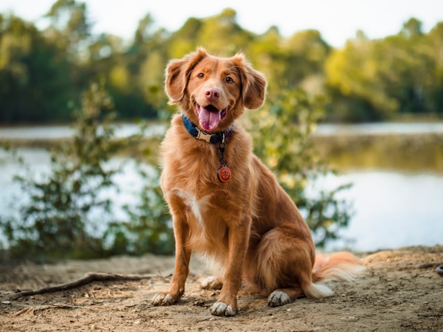 A smiling brown dog sitting by a lake in the afternoon sun.